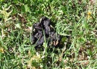 Dog Poo: Blackus Grassus Flyeatus