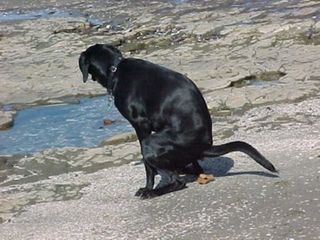 Dog Poo Example: Black Dog on the NZ Beach
