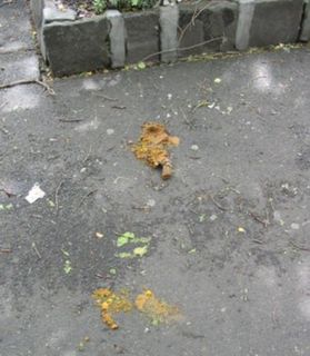 Squashed Dog Poo: Too-late